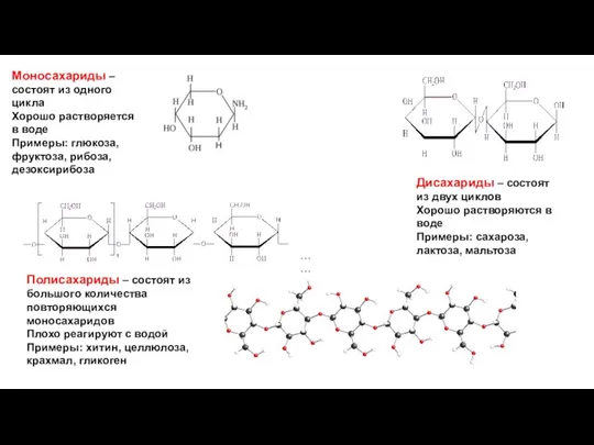 Полисахариды – состоят из большого количества повторяющихся моносахаридов Плохо реагируют с