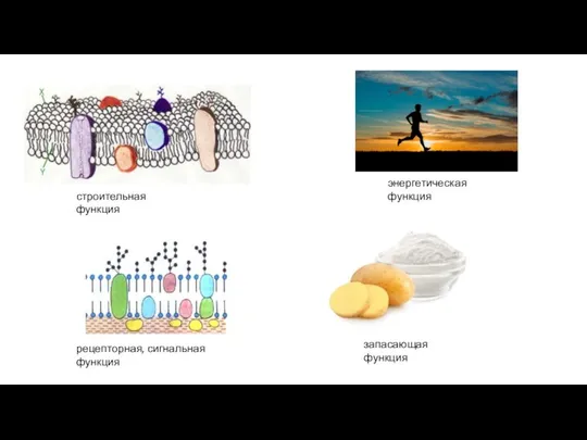 строительная функция рецепторная, сигнальная функция энергетическая функция запасающая функция