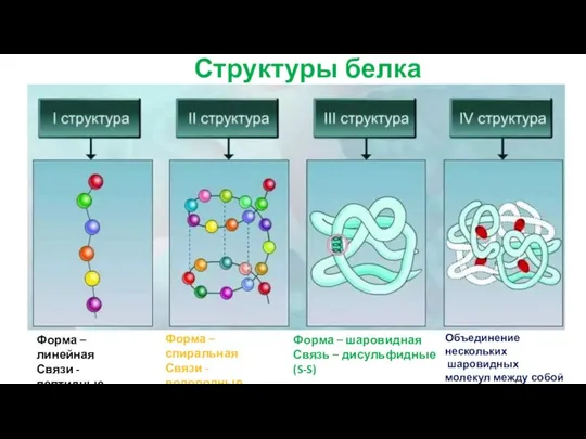 Форма – линейная Связи - пептидные Форма – спиральная Связи -