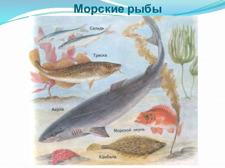 Морские рыбы