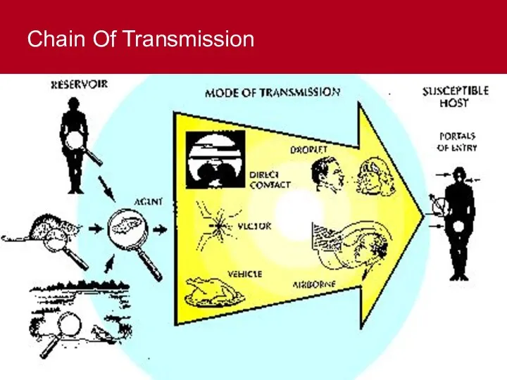 Chain Of Transmission