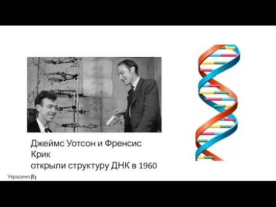 Джеймс Уотсон и Френсис Крик открыли структуру ДНК в 1960 г. Украдено из Википедии