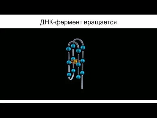 ДНК-фермент вращается