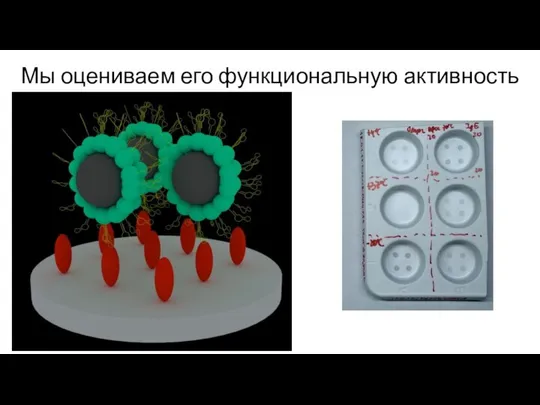 Мы оцениваем его функциональную активность