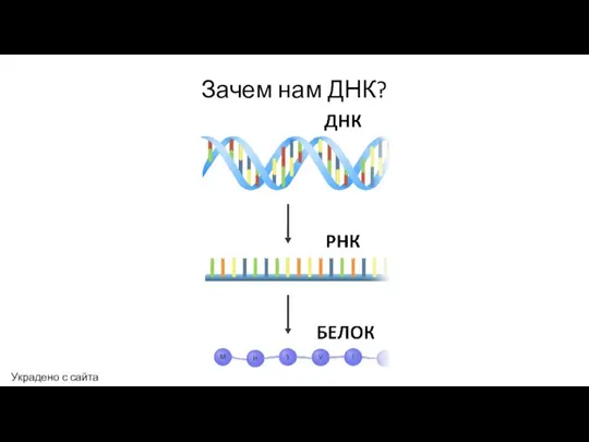 Зачем нам ДНК? Украдено с сайта yourgenome.org