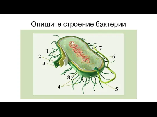 Опишите строение бактерии