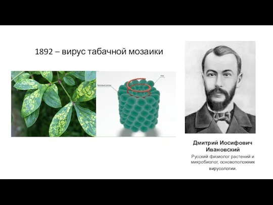 1892 – вирус табачной мозаики Дмитрий Иосифович Ивановский Русский физиолог растений и микробиолог, основоположник вирусологии.