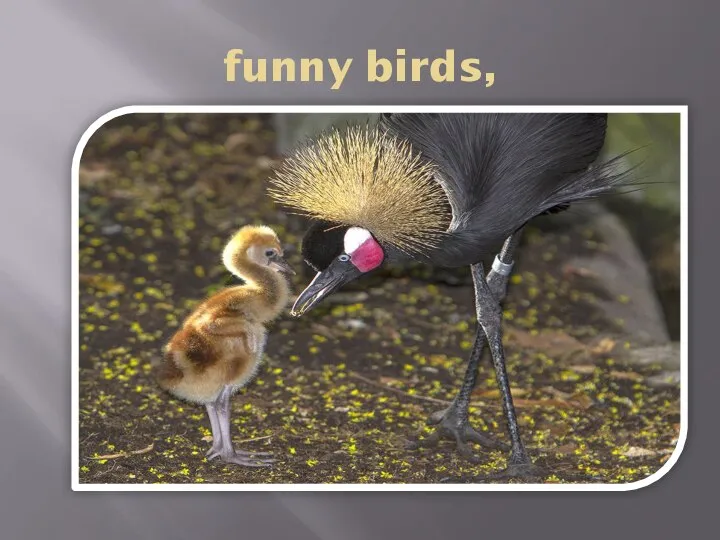 funny birds,