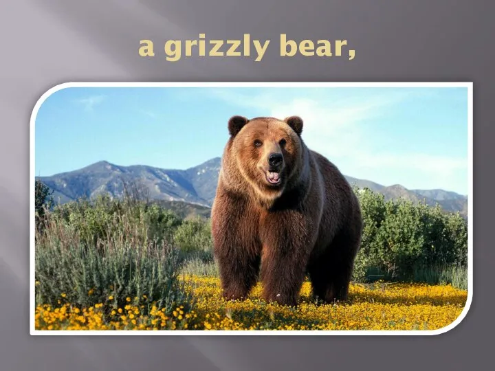 a grizzly bear,