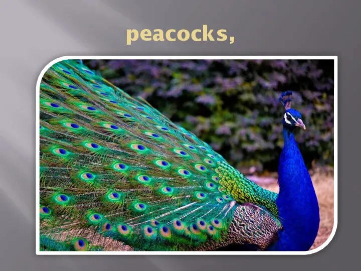 peacocks,