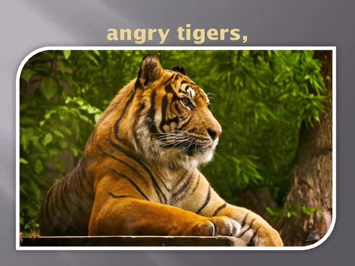 angry tigers,