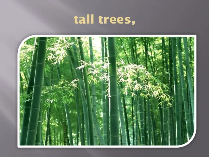 tall trees,