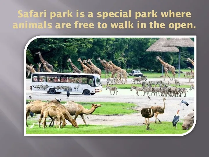 Safari park is a special park where animals are free to walk in the open.