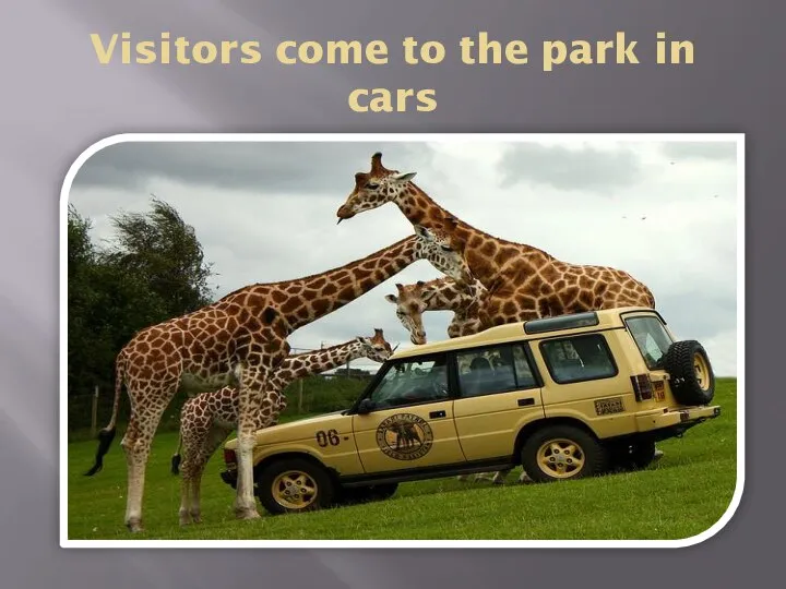 Visitors come to the park in cars