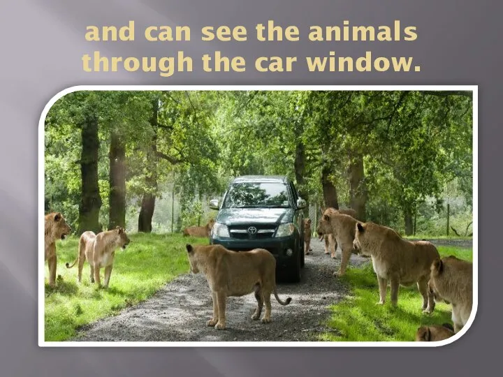 and can see the animals through the car window.