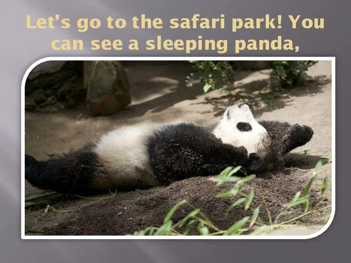 Let’s go to the safari park! You can see a sleeping panda,