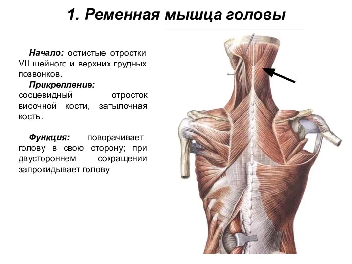 1. Ременная мышца головы Начало: остистые отростки VII шейного и верхних