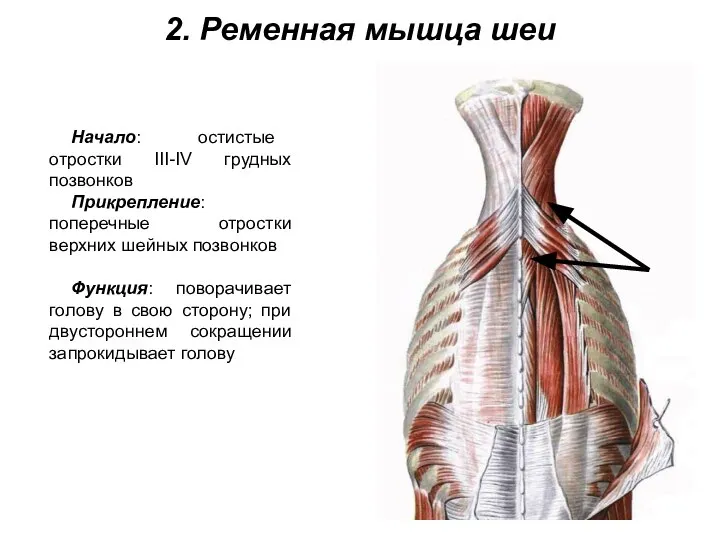 2. Ременная мышца шеи Начало: остистые отростки III-IV грудных позвонков Прикрепление: