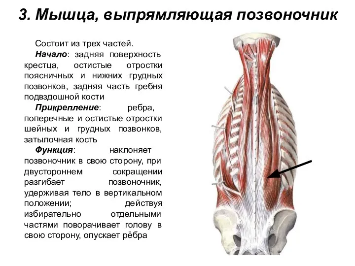 3. Мышца, выпрямляющая позвоночник Состоит из трех частей. Начало: задняя поверхность