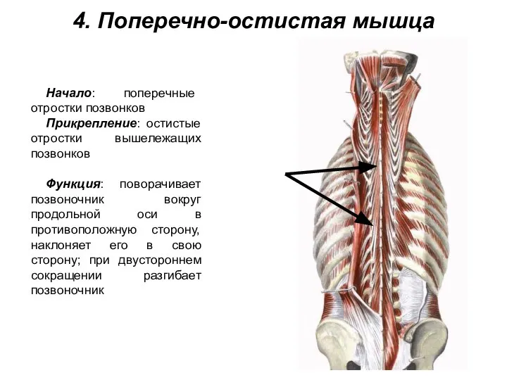 4. Поперечно-остистая мышца Начало: поперечные отростки позвонков Прикрепление: остистые отростки вышележащих