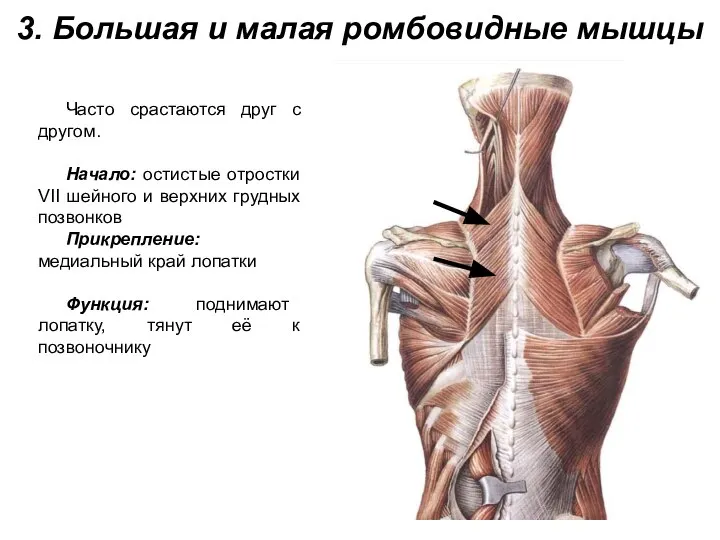 3. Большая и малая ромбовидные мышцы Часто срастаются друг с другом.