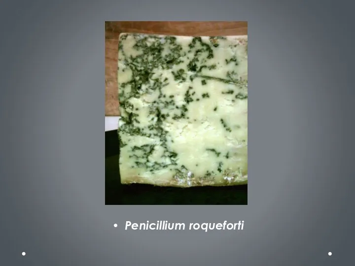 Penicillium roqueforti