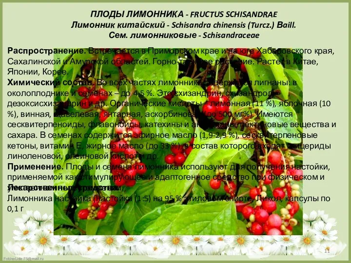 ПЛОДЫ ЛИМОННИКА - FRUCTUS SCHISANDRAE Лимонник китайский - Schisandra chinensis (Turcz.)