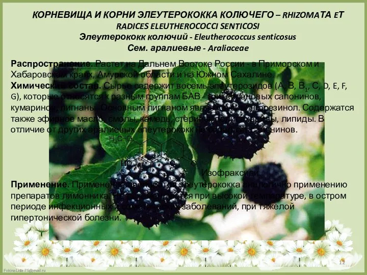 КОРНЕВИЩА И КОРНИ ЭЛЕУТЕРОКОККА КОЛЮЧЕГО – RHIZOMAТА EТ RADICES ELEUTHEROCOCCI SENTICOSI