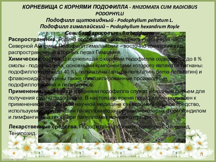 КОРНЕВИЩА С КОРНЯМИ ПОДОФИЛЛА - RHIZOMATA CUM RADICIBUS PODOPHYLLI Подофилл щитовидный