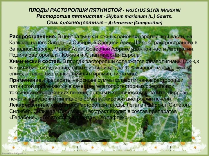 ПЛОДЫ РАСТОРОПШИ ПЯТНИСТОЙ - FRUCTUS SILYBI MARIANI Расторопша пятнистая - Silybum