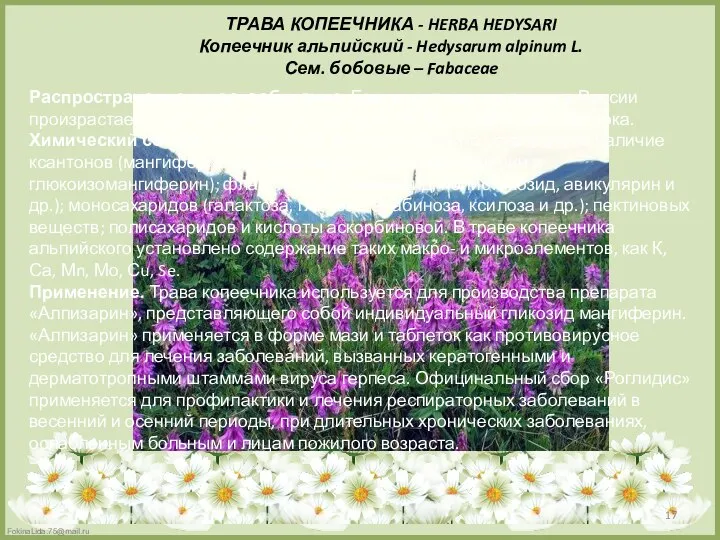 ТРАВА КОПЕЕЧНИКА - HERBA HEDYSARI Копеечник альпийский - Hedysarum alpinum L.