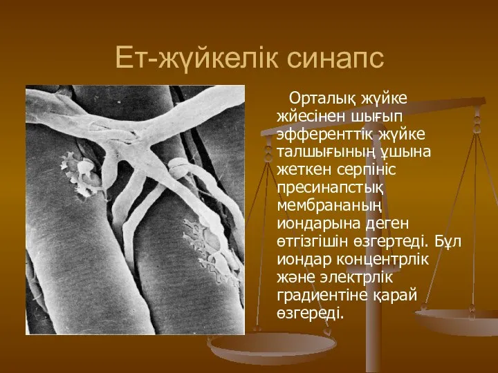 Ет-жүйкелік синапс Орталық жүйке жйесінен шығып эфференттік жүйке талшығының ұшына жеткен