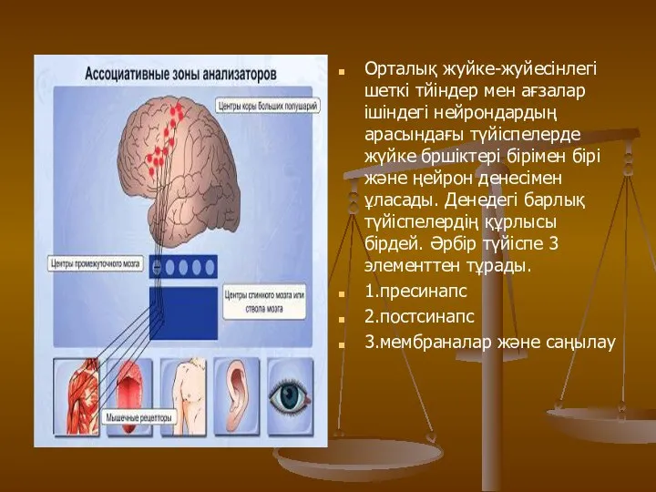 Орталық жуйке-жуйесінлегі шеткі тйіндер мен ағзалар ішіндегі нейрондардың арасындағы түйіспелерде жүйке