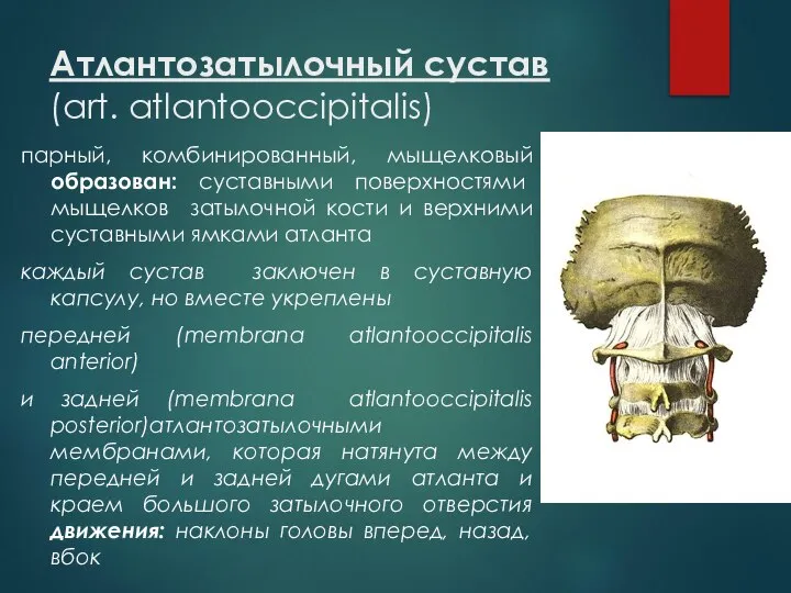 Атлантозатылочный сустав (art. аtlantooccipitalis) парный, комбинированный, мыщелковый образован: суставными поверхностями мыщелков