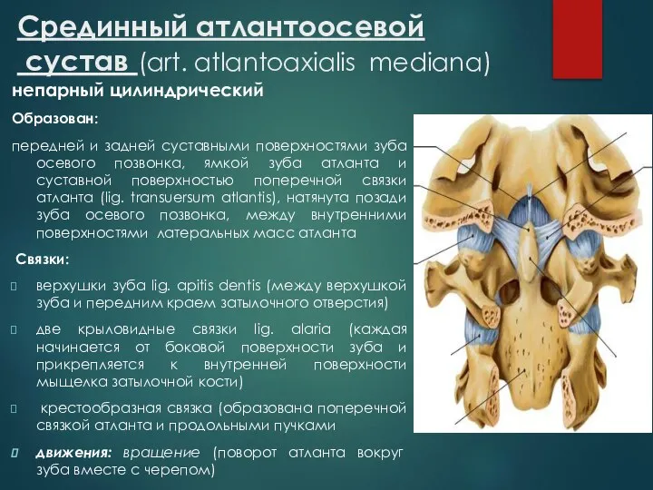 Срединный атлантоосевой сустав (art. atlantoaxialis mediana) непарный цилиндрический Образован: передней и