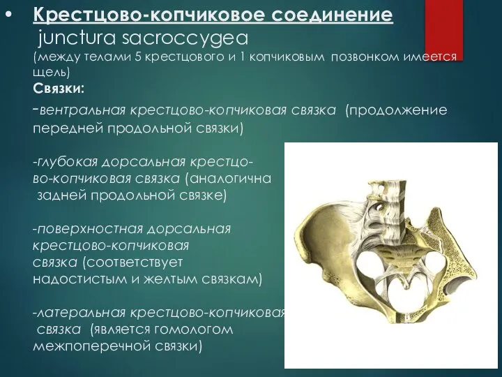 Крестцово-копчиковое соединение junctura sacroccygea (между телами 5 крестцового и 1 копчиковым