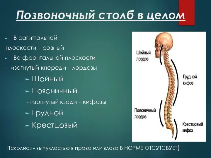 Позвоночный столб в целом В сагиттальной плоскости – ровный Во фронтальной