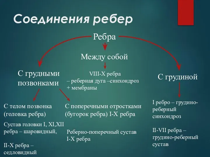 Соединения ребер С грудными позвонками С грудиной Между собой Ребра С