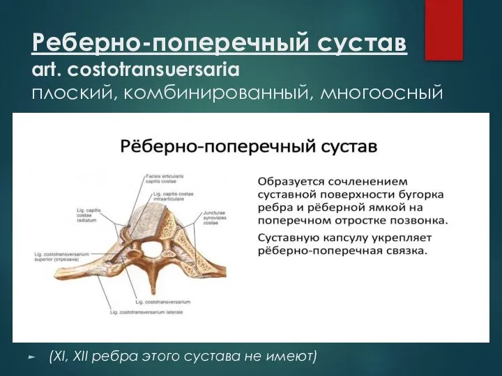 Реберно-поперечный сустав art. costotransuersaria плоский, комбинированный, многоосный (XI, XII ребра этого сустава не имеют)