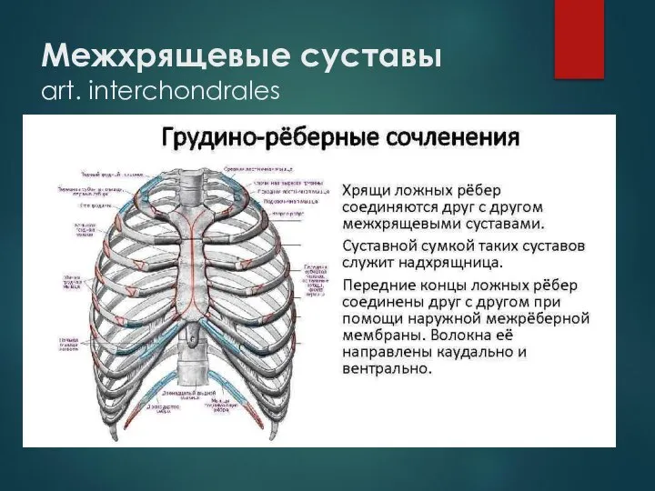 Межхрящевые суставы art. interchоndrales