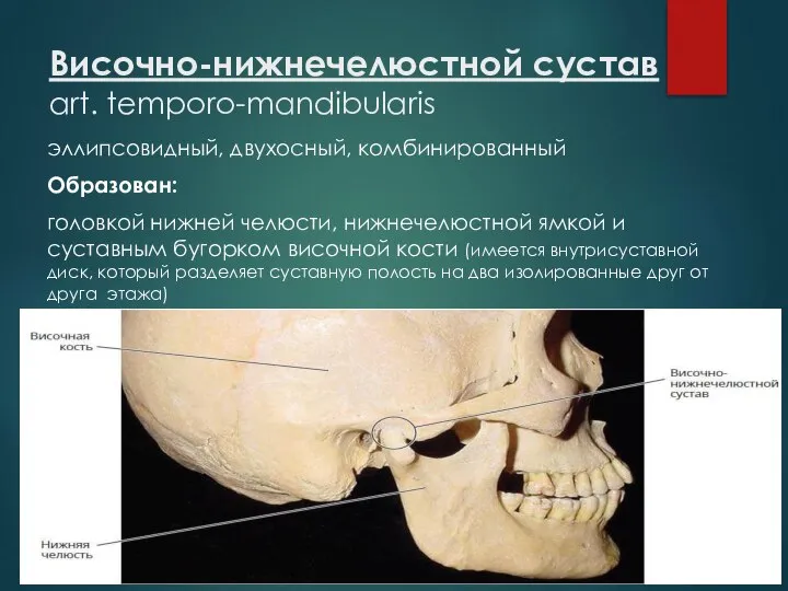 Височно-нижнечелюстной сустав art. temporo-mandibularis эллипсовидный, двухосный, комбинированный Образован: головкой нижней челюсти,