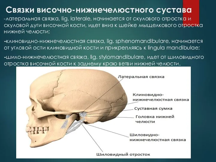 Связки височно-нижнечелюстного сустава -латеральная связка, lig. laterale, начинается от скулового отростка