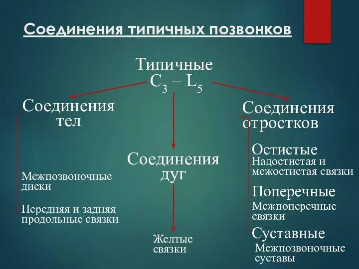 Соединения типичных позвонков Типичные C3 – L5 Соединения тел Соединения дуг