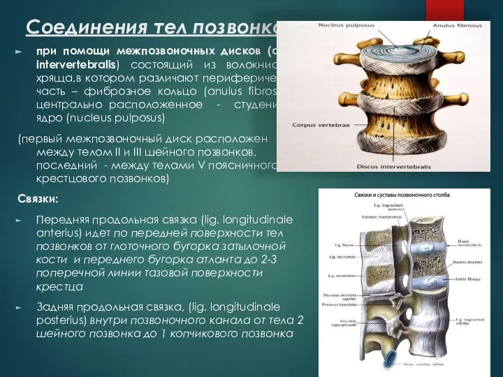 Соединения тел позвонков при помощи межпозвоночных дисков (discus intervertebralis) состоящий из