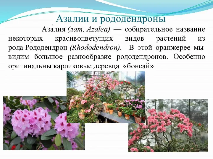 Азалии и рододендроны Аза́лия (лат. Azalea) — собирательное название некоторых красивоцветущих