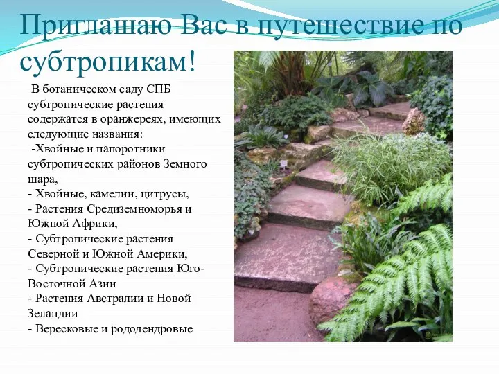 Приглашаю Вас в путешествие по субтропикам! В ботаническом саду СПБ субтропические