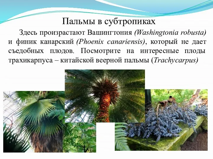 Пальмы в субтропиках Здесь произрастают Вашингтония (Washingtonia robusta) и финик канарский