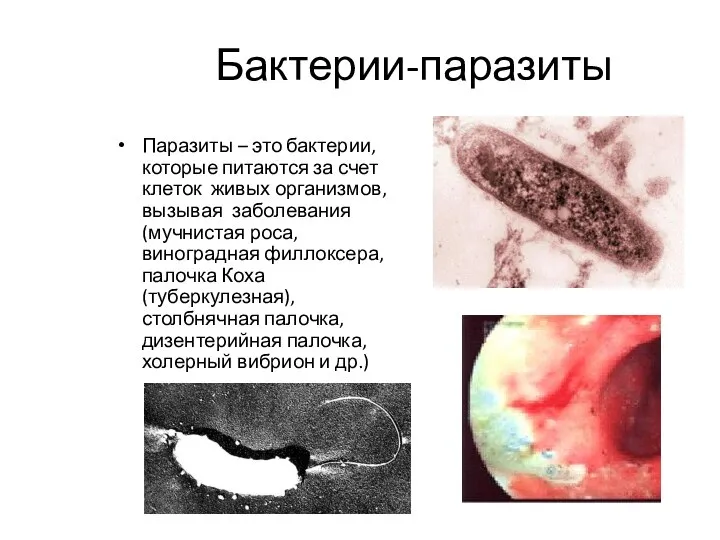 Бактерии-паразиты Паразиты – это бактерии, которые питаются за счет клеток живых