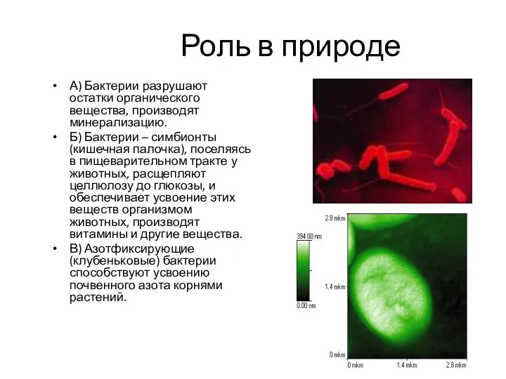 Роль в природе А) Бактерии разрушают остатки органического вещества, производят минерализацию.