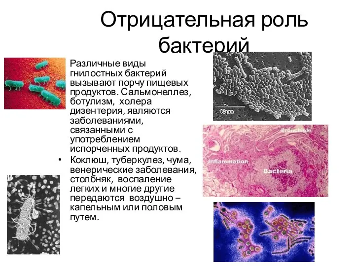 Отрицательная роль бактерий Различные виды гнилостных бактерий вызывают порчу пищевых продуктов.